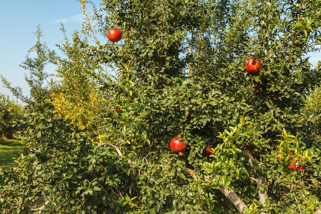 Reifer roter Granatapfel auf einem Baum im wilden, die Türkei