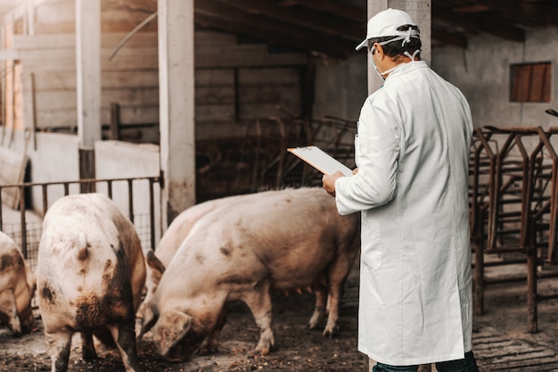 Reifer Tierarzt im weißen Kittel, der Zwischenablage hält und Gesundheit von Schweinen überprüft, während er in Cote steht. Land außen.