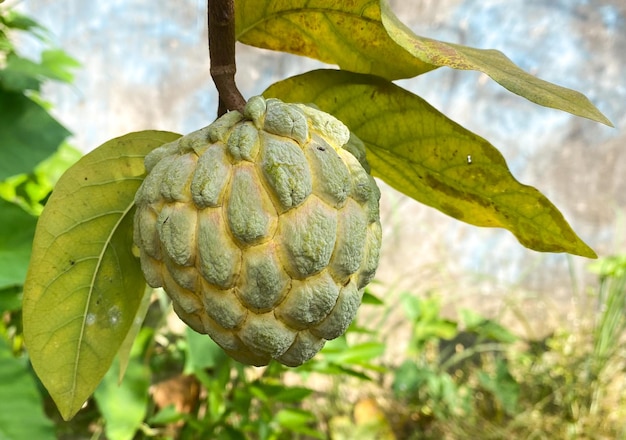 Reifer Vanillepudding-Apfel trägt Zuckerapfel oder Zuckerapfel auf dem Baum mit Blättern aus biologischem Anbau