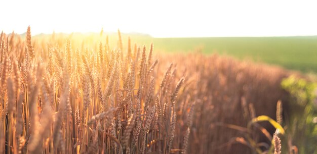 Reifer Weizen im landwirtschaftlichen Bereich Goldene Ähren an einem heißen sonnigen Tag