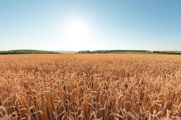 Reifer Weizen im landwirtschaftlichen Bereich Goldene Ähren an einem heißen sonnigen Tag