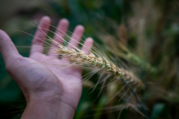Reifer Weizen in den Landwirthänden auf den Weizenfeldern. Landwirthände, die Weizenfeld, Ernte berühren.