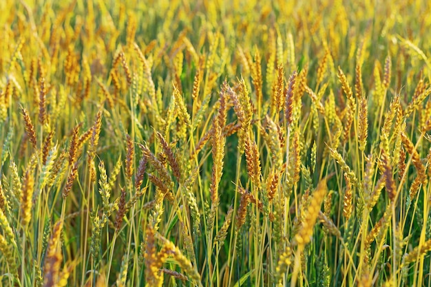 Reifer Weizen in einem landwirtschaftlichen Bereich Erntezeit Spitze des Weizens hautnah Natürliche ländliche Landschaft