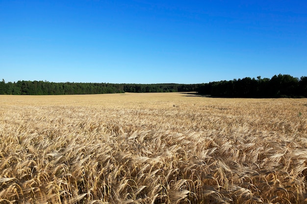 Reifes gelbes Getreide - Landwirtschaftliches Feld, auf dem reifes vergilbtes Getreide wächst