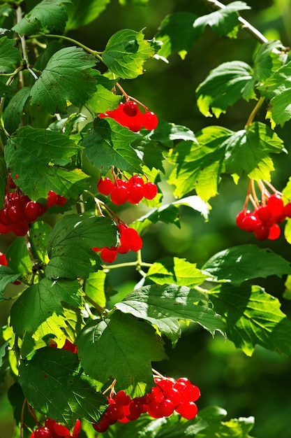 Reifes rotes Viburnum im grünen Laub.