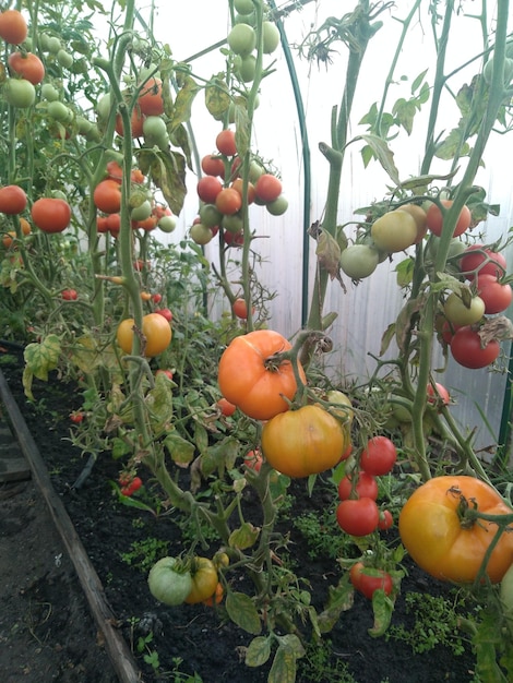 reifes saftiges gemüse tomaten ernten gewächshausgarten gemüsegarten gartenarbeit