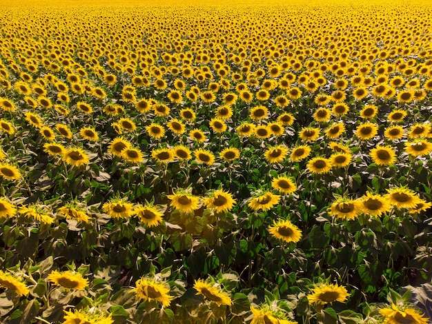 Reifes Sonnenblumenfeld Luftbild