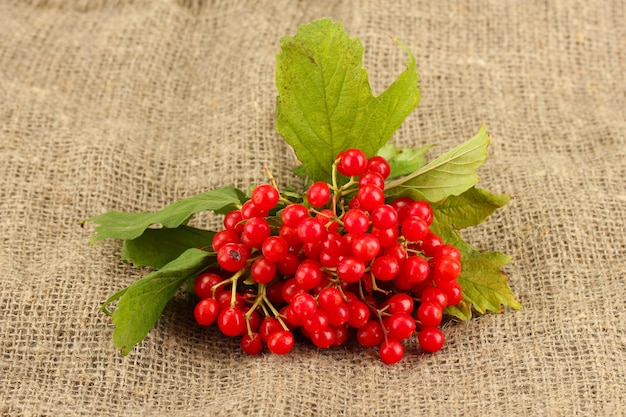 Reifes Viburnum auf Sackhintergrundnahaufnahme