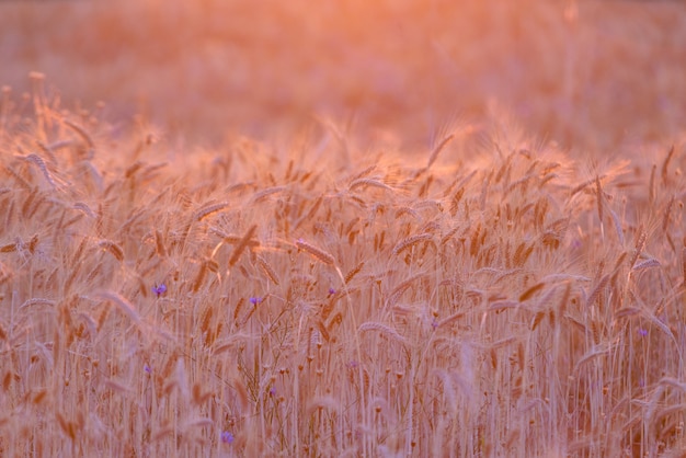 Reifes Weizenfeld bei Sonnenuntergang beleuchtet von goldenen Sonnenstrahlen. Weizenfarm bereit zur Ernte. Landwirtschaftlicher Hintergrund, Platz für Text kopieren