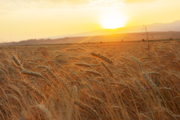 Reifes Weizenfeld bei Sonnenuntergang