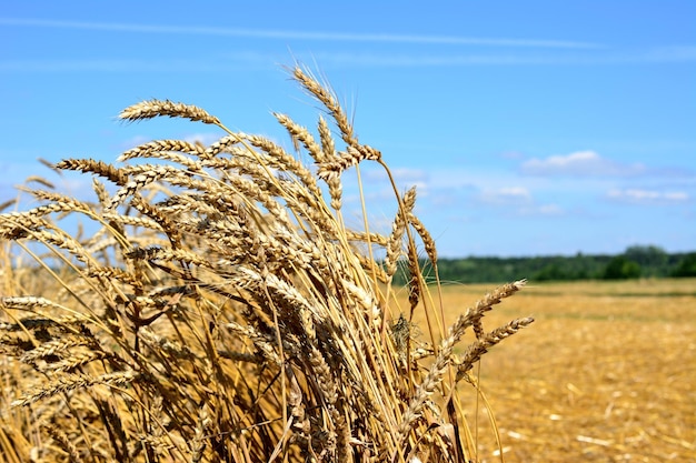 reifes weizengras auf dem landwirtschaftlichen feld mit blauem himmel am horizont, nahaufnahme