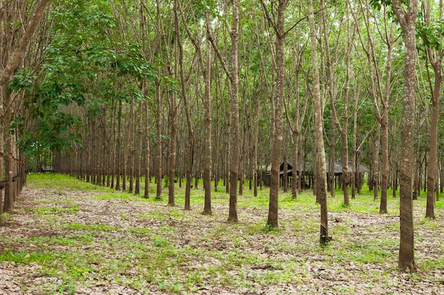 Reihe der Para-Gummiplantage im Süden von Thailandrubber-Bäumen