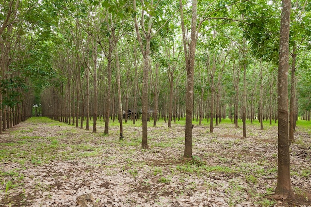 Reihe der Para-Gummiplantage im Süden von Thailandrubber-Bäumen