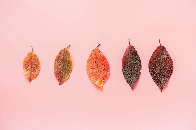 Reihe des bunten Herbstlaubs. Minimaler Stil. Draufsicht, flach zu legen. Herbst-Konzept