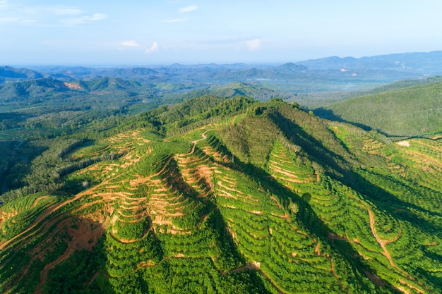 Reihe des Palmeplantagegartens auf hohem Berg in Phangnga Thailand Luftaufnahme-Brummenschuß
