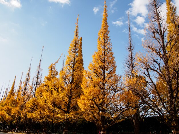 Reihe von ginkgobäumen, die gelbe blätter auf blauem himmel mit wolke im herbst in japan haben