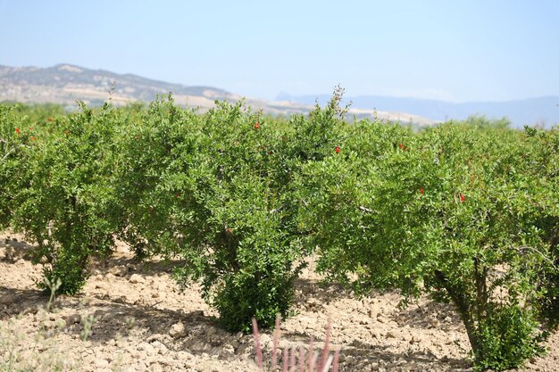 Reihe von Granatapfelbäumen mit reifen Früchten auf grünen Zweigen