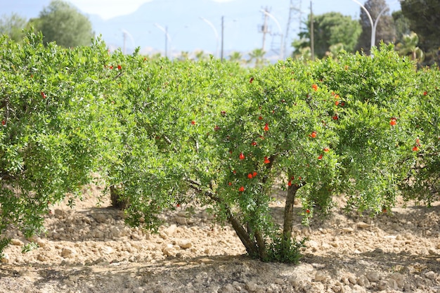 Reihe von Granatapfelbäumen mit reifen Früchten auf grünen Zweigen