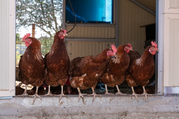 Reihe von Hühnern, die aus ihrem Hühnerstall schauen