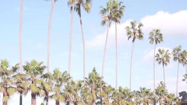 Reihe von Palmen auf der Straße in der Nähe von Los Angeles, Kalifornien, Küste, Strandurlaub