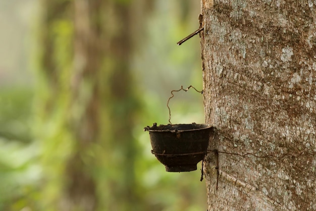 Reihe von Para-Gummibaum in Plantage Kautschukzapfen