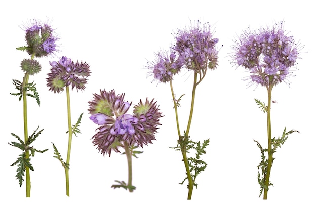 Reihe von Phacelia-Blumen isoliert auf weißem Hintergrund