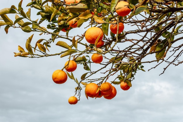 Reihe von reifen saftigen Orangen