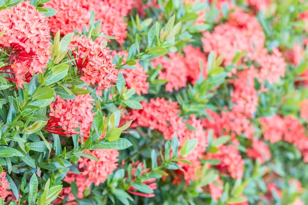 Reihe von roten Ixora-Blumen
