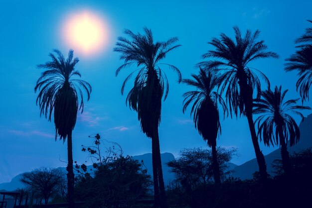 Reihe von tropischen Palmen gegen blauen Nachthimmel Silhouette von hohen Palmen Tropische Abendlandschaft Blau gefärbt