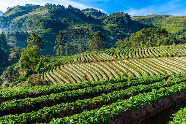 Reihen der Bearbeitungserdbeeren in einer Erdbeere bewirtschaften bei Doi Angkhang, Chiangmai