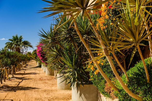 Reihen des grünen Dracaena-Drachenbaums in einem Park im Sommer