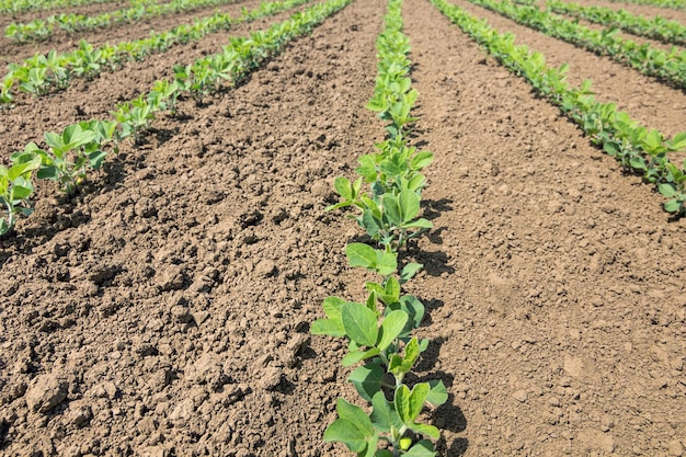 Reihen junger grüner Sojabohnen. Landwirtschaftliche Sojaplantage.