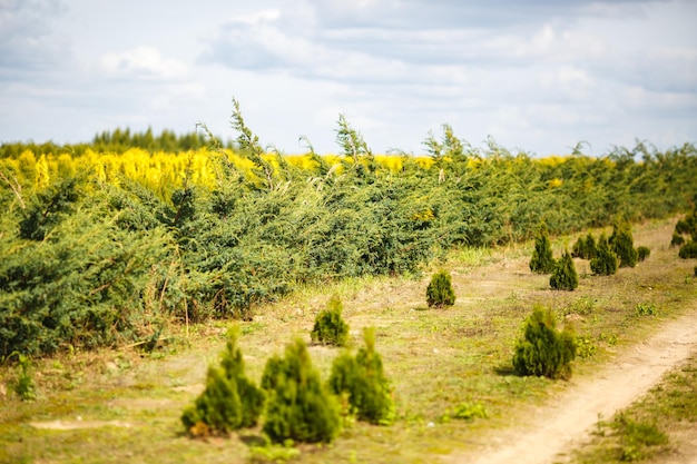 Reihen junger Koniferen im Gewächshaus mit vielen Pflanzen auf der Plantage