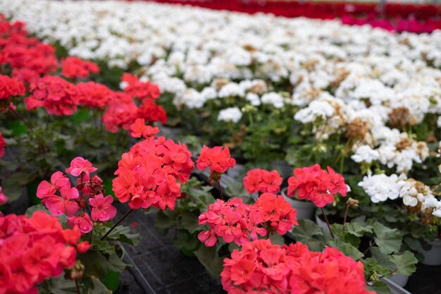 Reihen mit mehrfarbig blühenden Geranien im Gewächshaus für den Anbau von Blumen