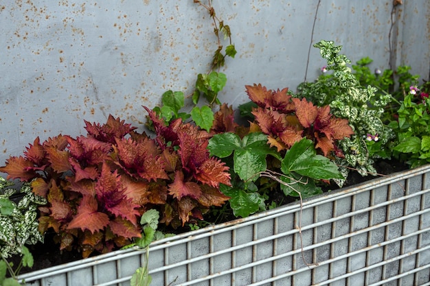 Reihen verschiedener Pflanzen in Töpfen in einem Straßenblumenbeet