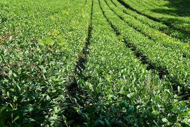 Reihen von Büschen auf einer Teeplantage an einem sonnigen Tag relativieren sich