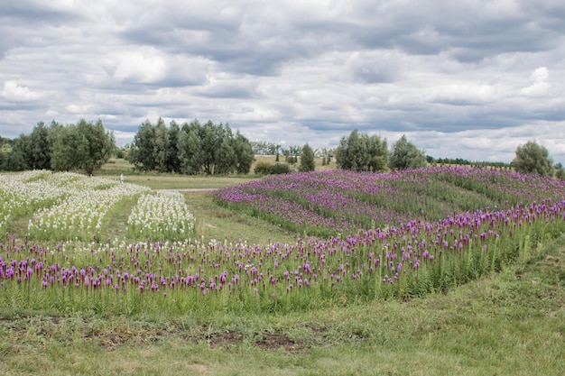 Reihen von gepflanzten Blumen auf dem Feld