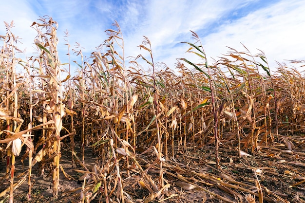 Reihen von getrocknetem gelbem reifem Mais in der Herbstsaison auf dem landwirtschaftlichen Feld. ein paar Stängel sind gebrochen und liegen auf dem Boden. bewölkter Himmel oben. Mais bereit, Früchte zu ernten