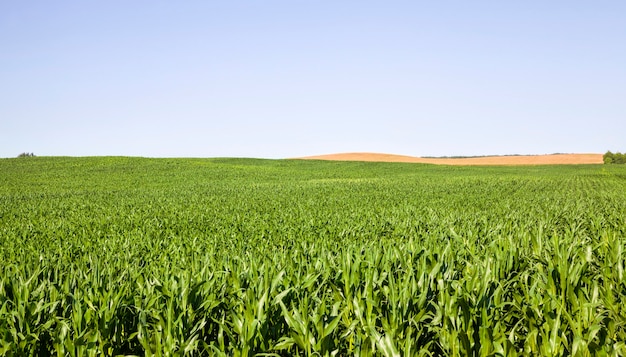 Reihen von grünem Mais im Sommer