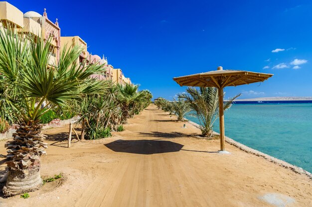 Foto reihen von grünen palmen am strand des roten meeres