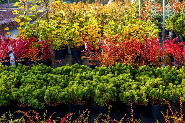 Reihen von Laubbäumen im Gartencenter, die Pflanzensetzlinge verschiedener Bäume verkaufen