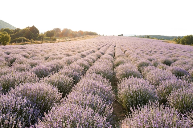 Reihen von lila Lavendel in einem Feld an einem Sommerabend, wenn die Sonne untergeht