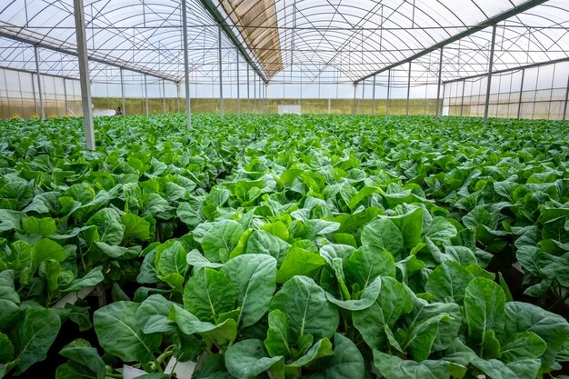 Reihen von ökologisch angebauten Frischsalatplantagen für den Anbau in Ban Paksong, Provinz Champasak, Laos