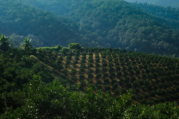 Reihen von Orangenbäumen in der PlantageOrange Tree Farm Plantage im Norden ThailandsOrangenhaine