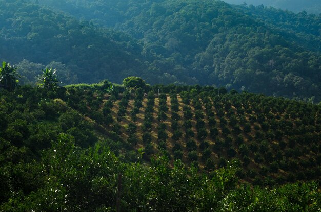 Foto reihen von orangenbäumen in einer plantage auf einer orangenbaumfarm im norden thailands