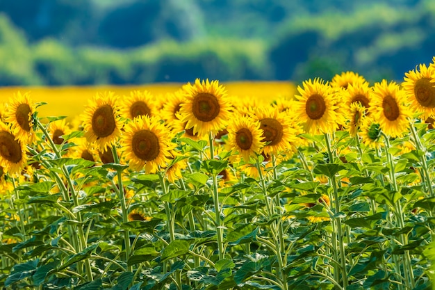 Reihen von Sonnenblumen in einem Feld Ukraine