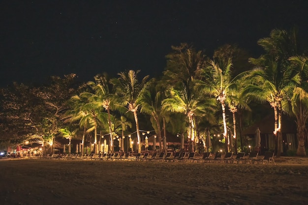 Reihen von Sonnenliegen mit Kokospalmen, die am Strand leuchten