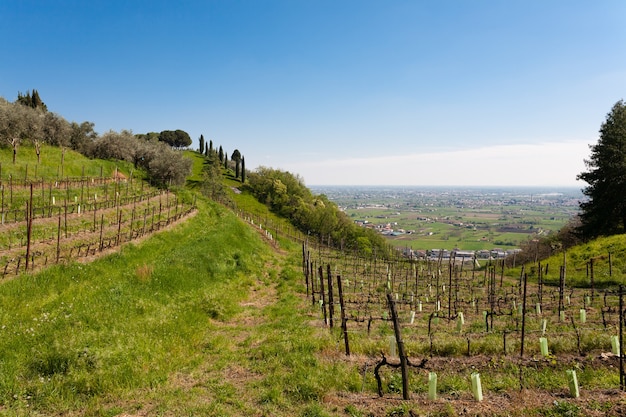 Reihen von Weinreben und Olivenbäumen auf einem Hügel