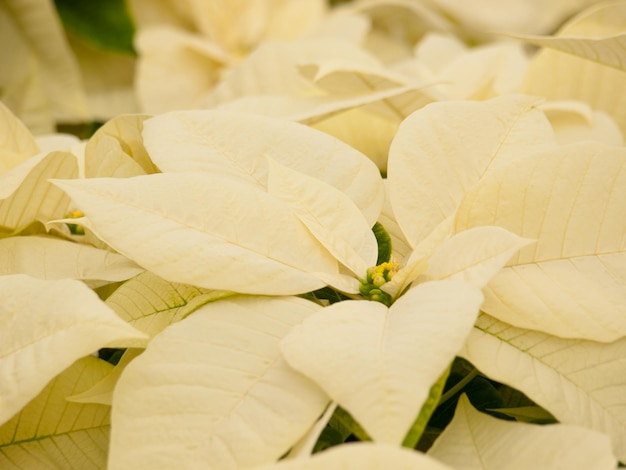 Reihen von weißen Weihnachtsstern-Pflanzen, die in einer Baumschule in Colorado in Vorbereitung auf die Ferienzeit angebaut werden.