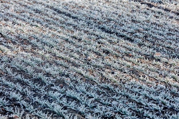 Reihen von Weizensprossen bedeckt mit gefrorenem Frost